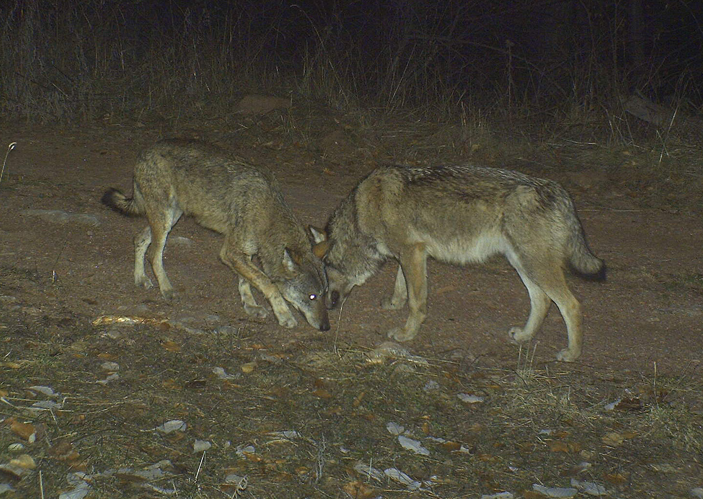 Loups dans les Monges